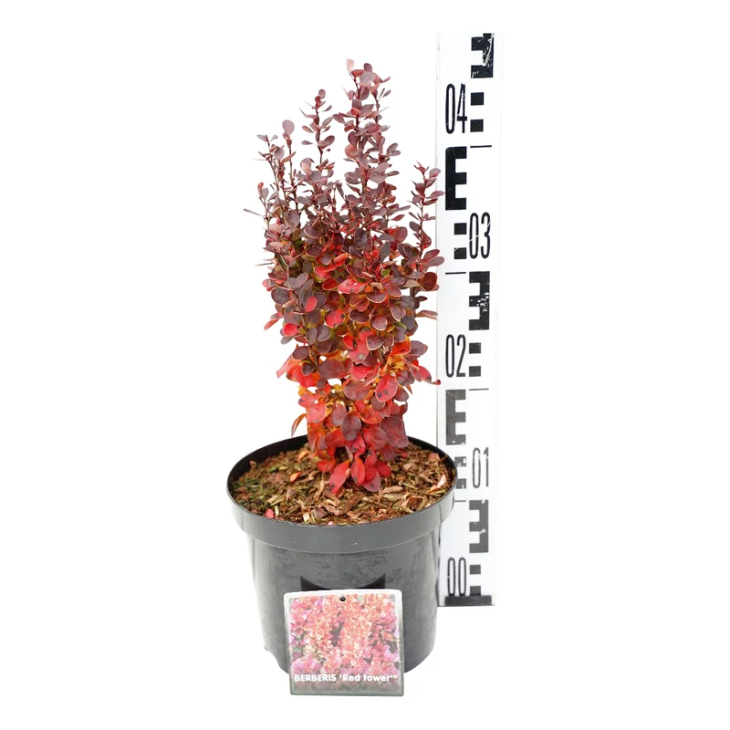 Berberis thunb. 'Red Tower'® C3 (3 liters kruka) 30-40 cm