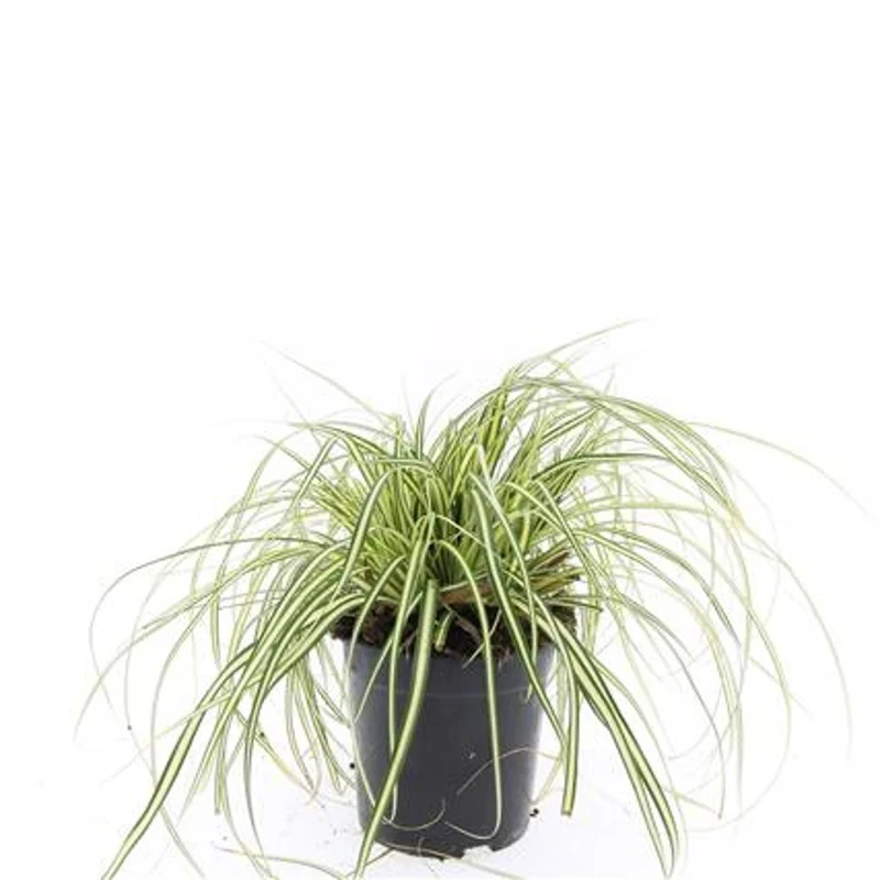 Carex oshim. 'Evergold' C1,5 (1,5 liters kruka)