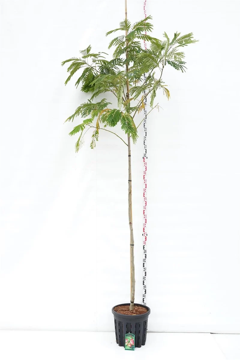 Albizia jul. 'Rouge de Tuilliere' Stam 8-10 cm C35 (35 liters kruka)