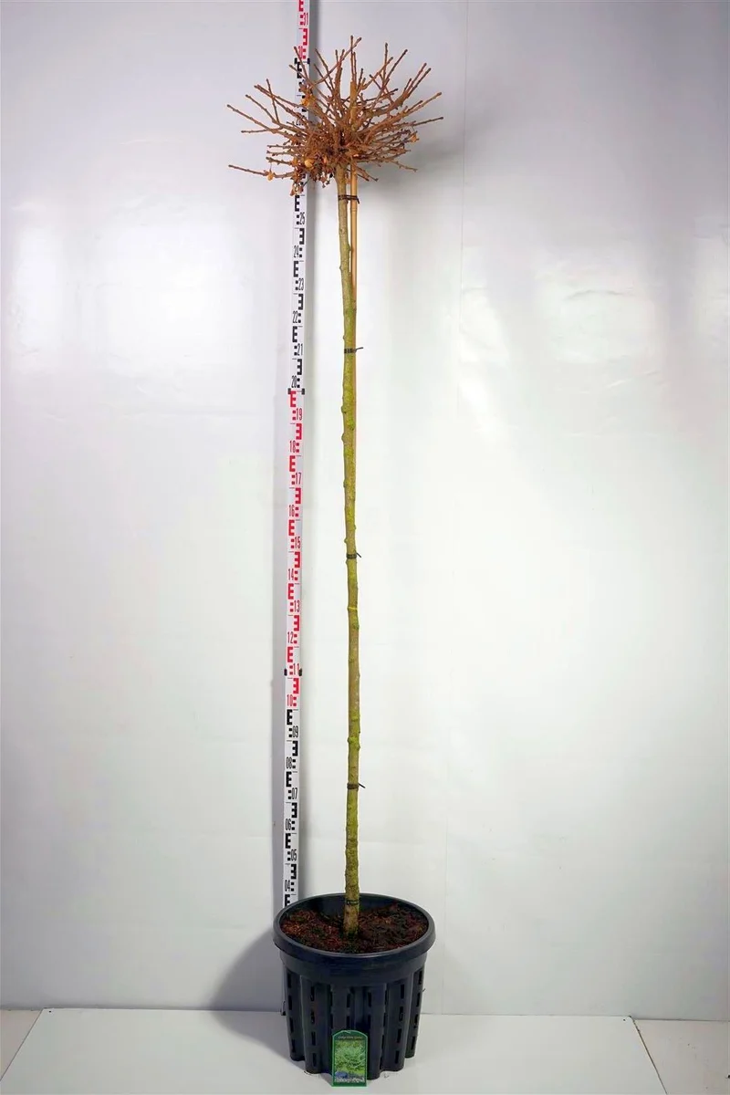 Ginkgo biloba 'Globus' 225 cm stam 8-10 cm C35 (35 liters kruka)