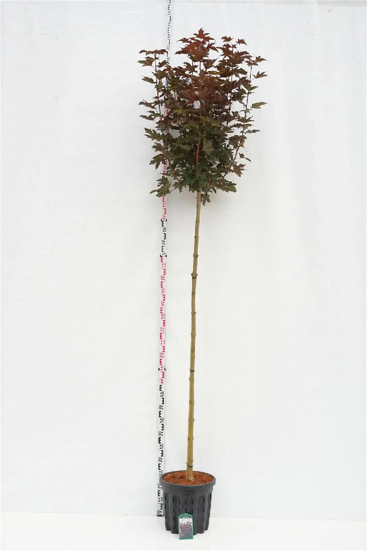 Acer platanoides 'Crimson Sentry' stam 225 cm, stamomkrets 8-10 cm, C35 (35 liters kruka)