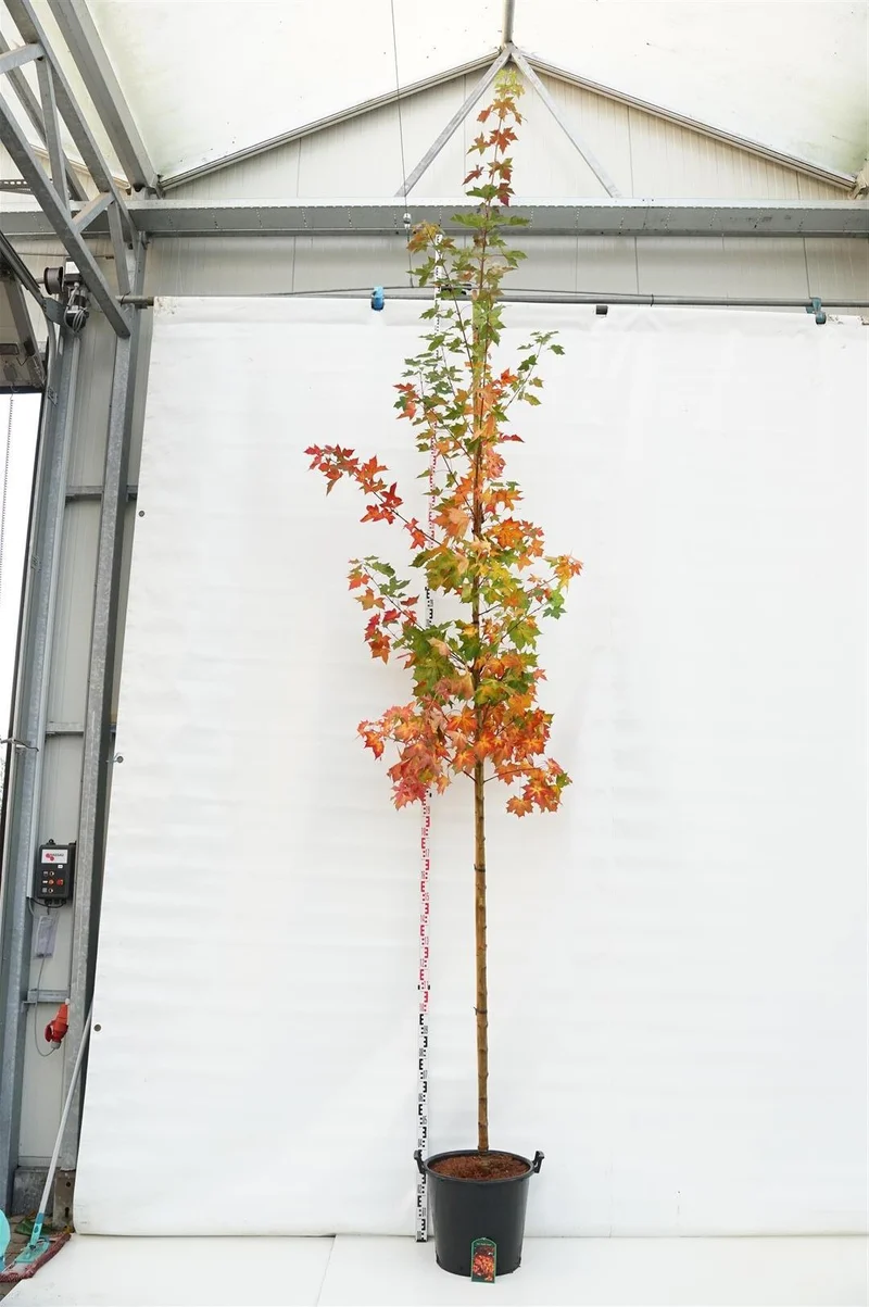 Acer Pacific Sunset 10-12 cm stam C50 (50 liters kruka)