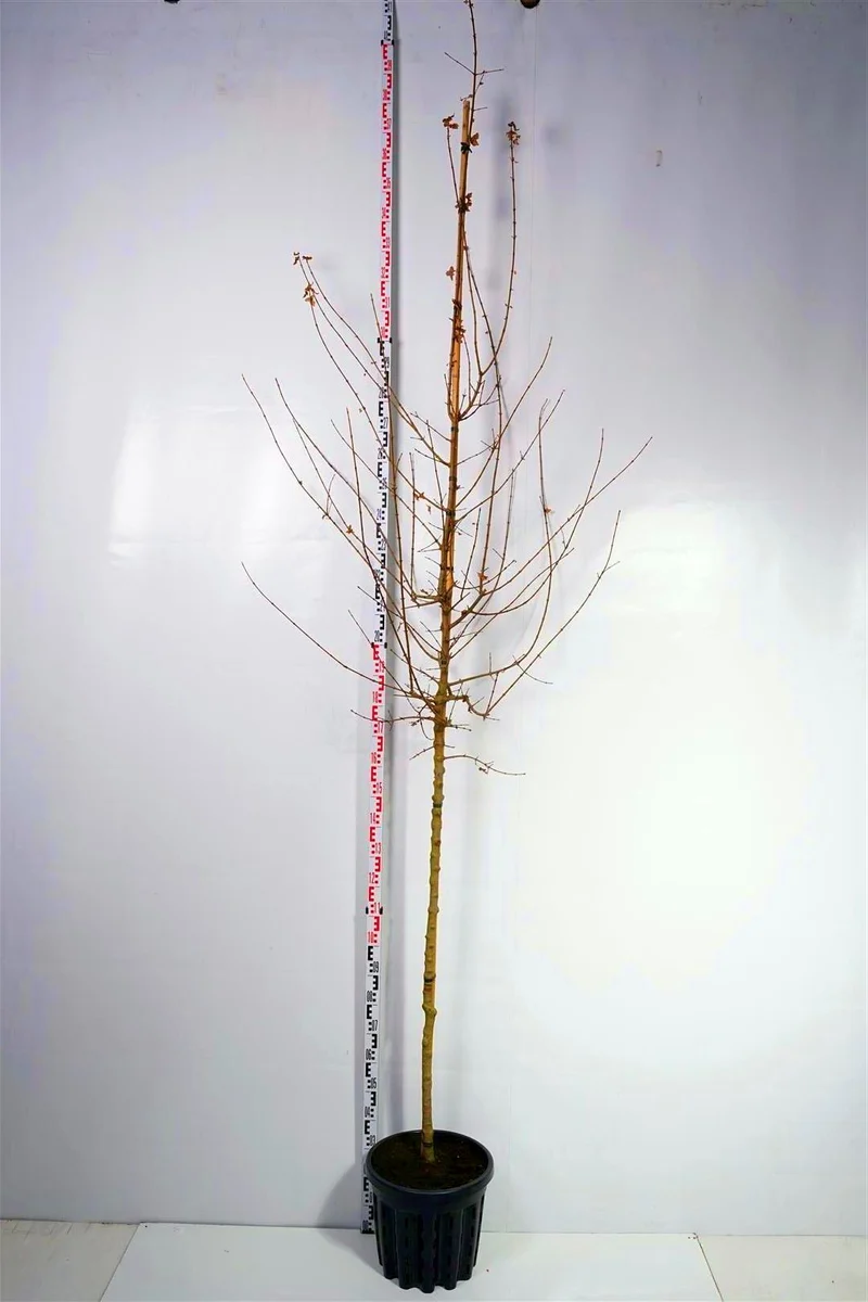 Acer monspessulanum 8-10 cm stam C35 (35 liters kruka)