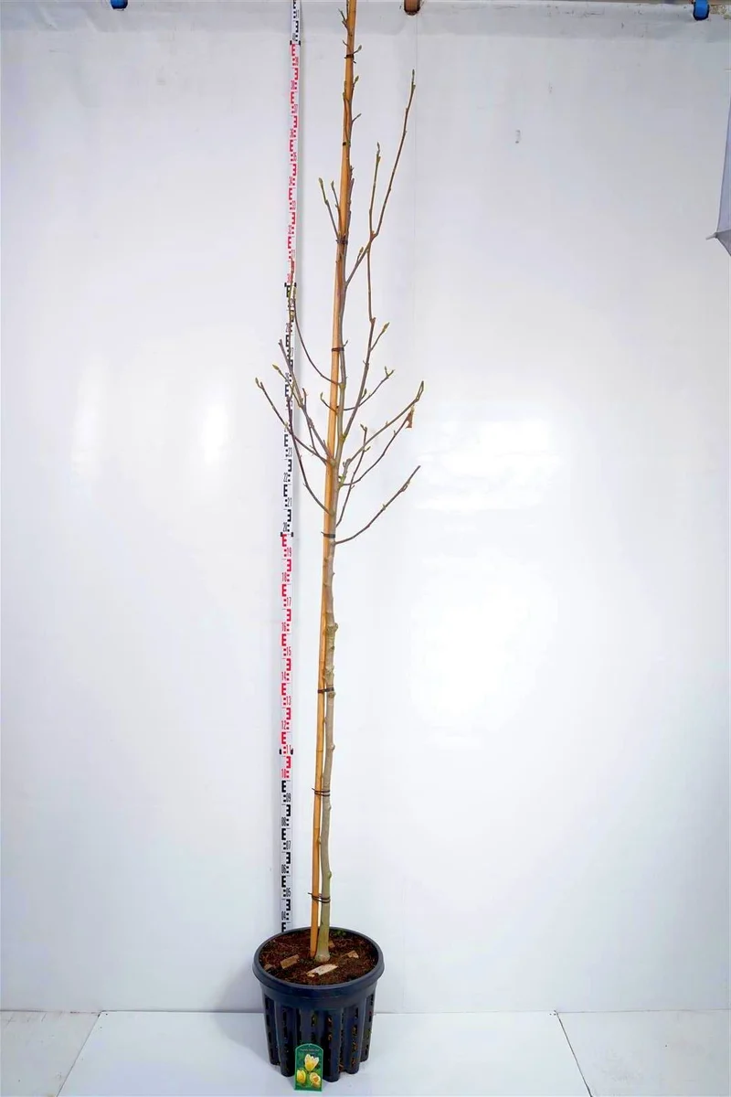 Magnolia b. 'Yellow Bird' Stamträd 8-10 cm C50 (50 liters kruka)