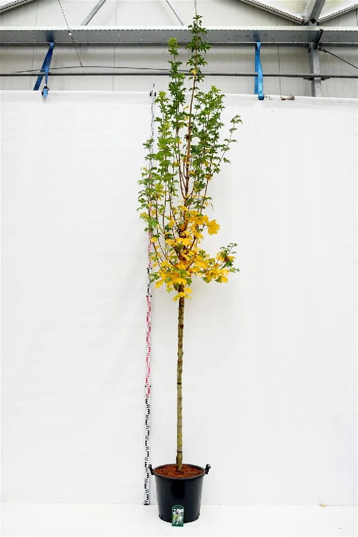 Acer campestre 'Lienco' stam 12-14 cm C50 (50 liters kruka)