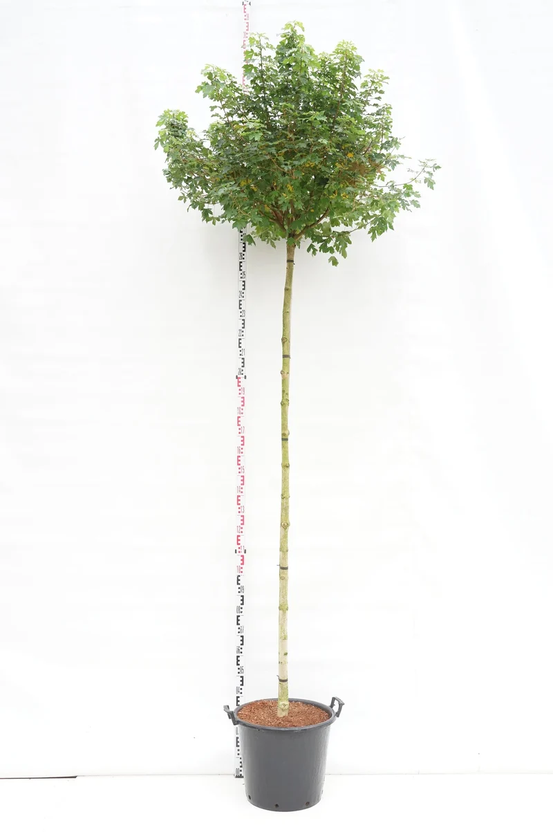 Acer campestre 'Anny's Globe' Stam 225 cm 10-12 cm C50 (50 liters kruka)