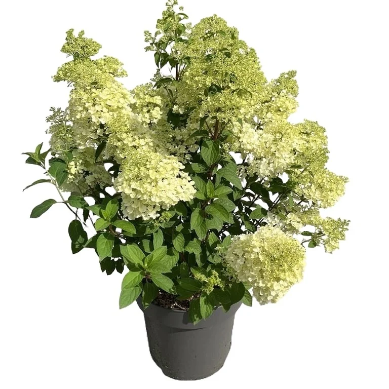 Hydrangea pan. 'Bobo' C12 (12 liters kruka) 60-80 cm