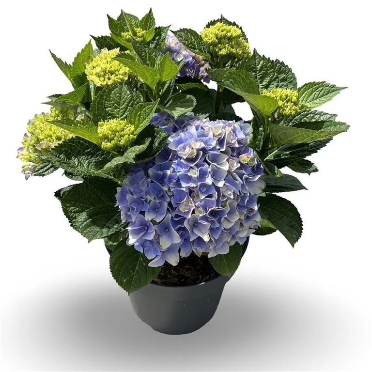 Hydrangea m. 'Bela Pink'® C12 (12 liters kruka) 40-60 cm