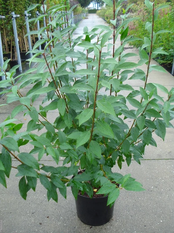 Forsythia int. 'Spectabilis' C12 (12 liters kruka) 100-125 cm