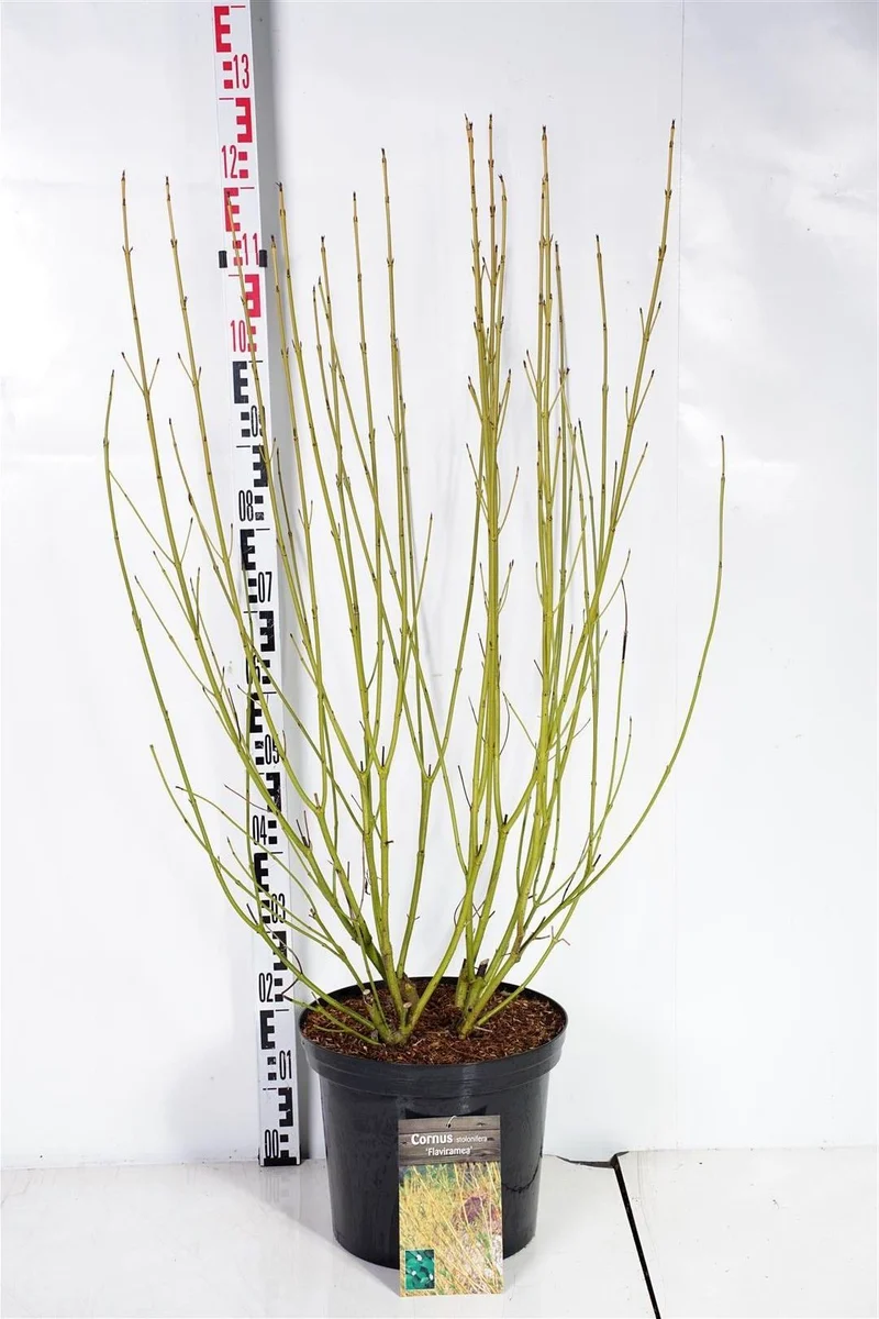 Cornus seri. 'Flaviramea' C12 (12 liters kruka) 100-125 cm
