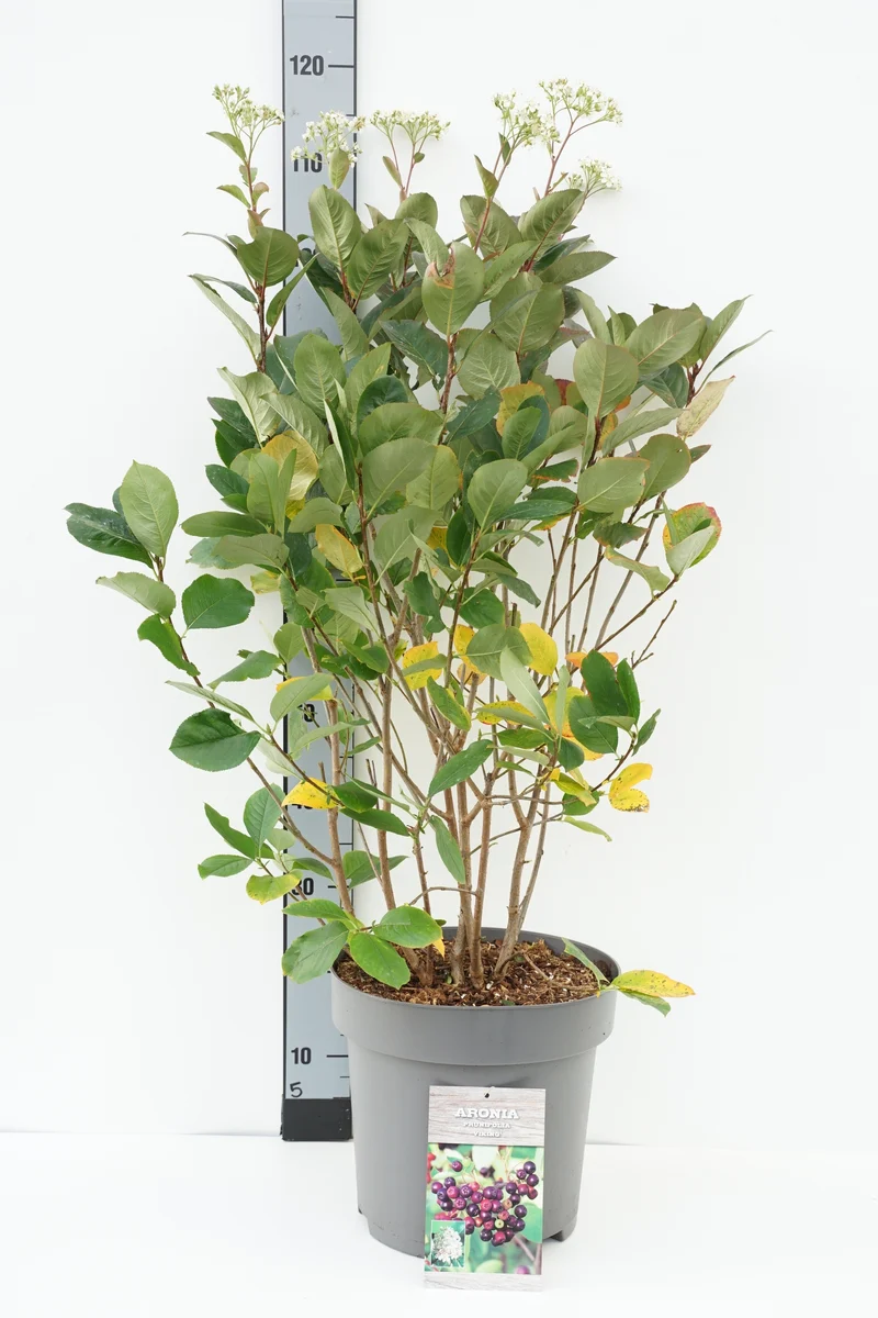 Aronia prun. 'Viking' C12 (12 liters kruka) 60-100 cm