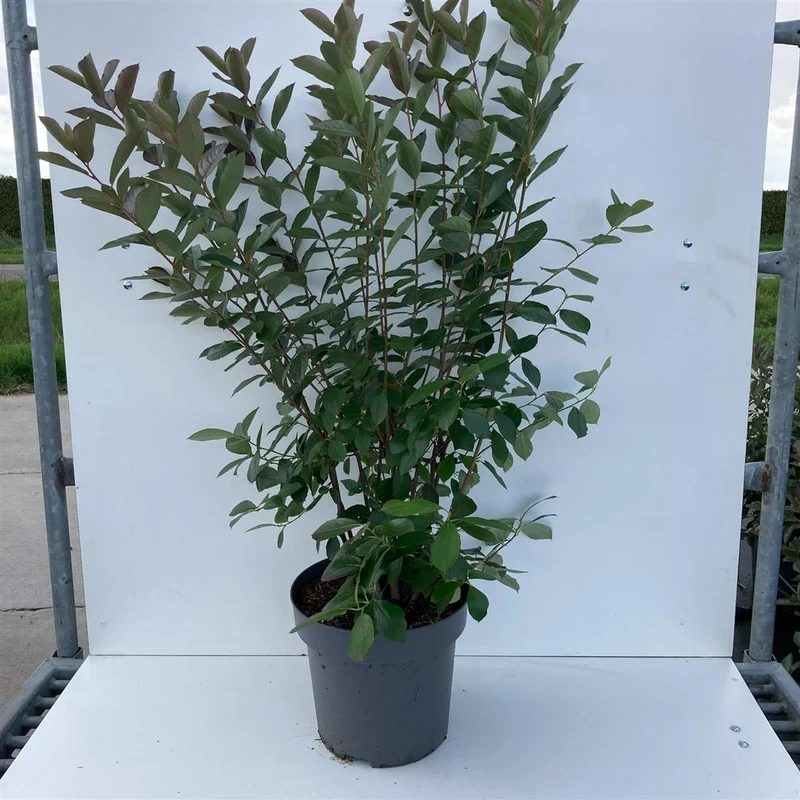 Aronia melanocarpa 80-100 cm C12 (12 liters kruka)
