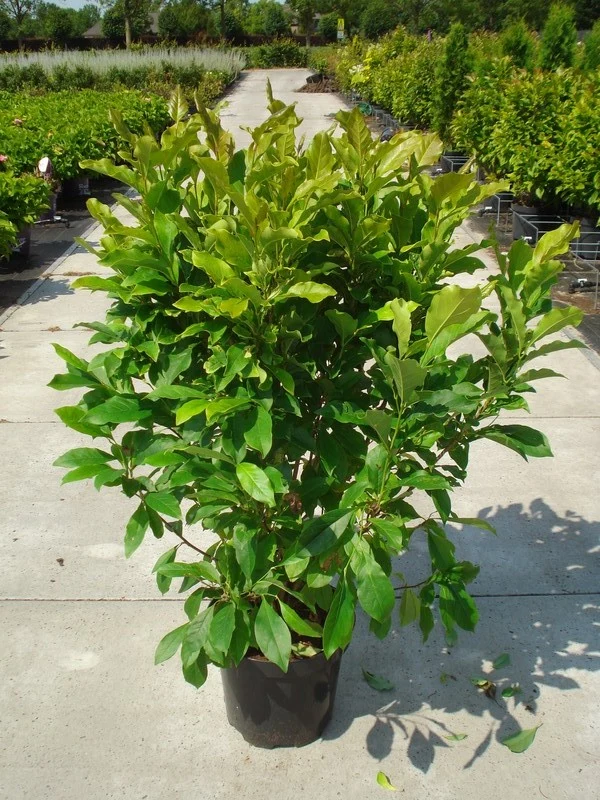 Magnolia 'Susan' C12 (12 liters kruka) 80-100 cm