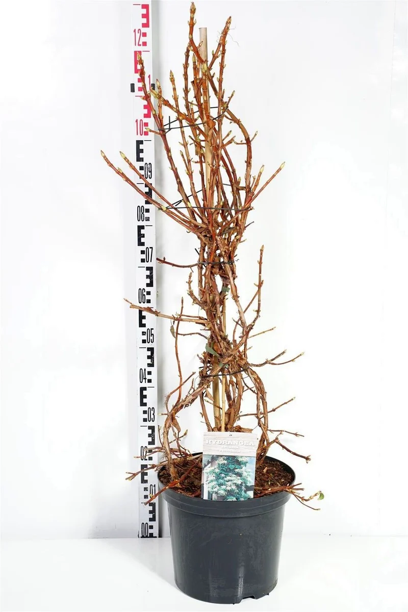 Hydrangea anomala petiolaris C12 (12 liters kruka) 80-100 cm