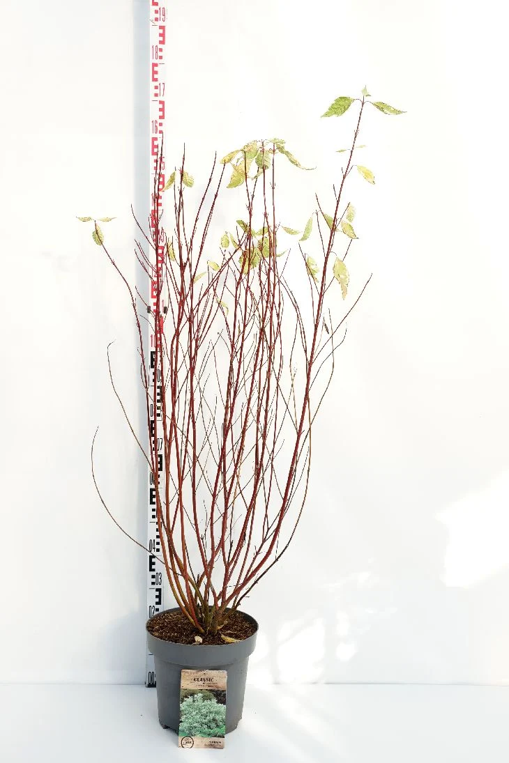 Cornus alba 'Elegantissima' C12 (12 liters kruka) 100-125 cm