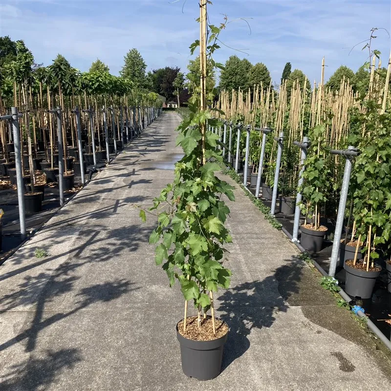 Vitis 'Vroege van der Laan' C12 (12 liters kruka) 175-200 cm