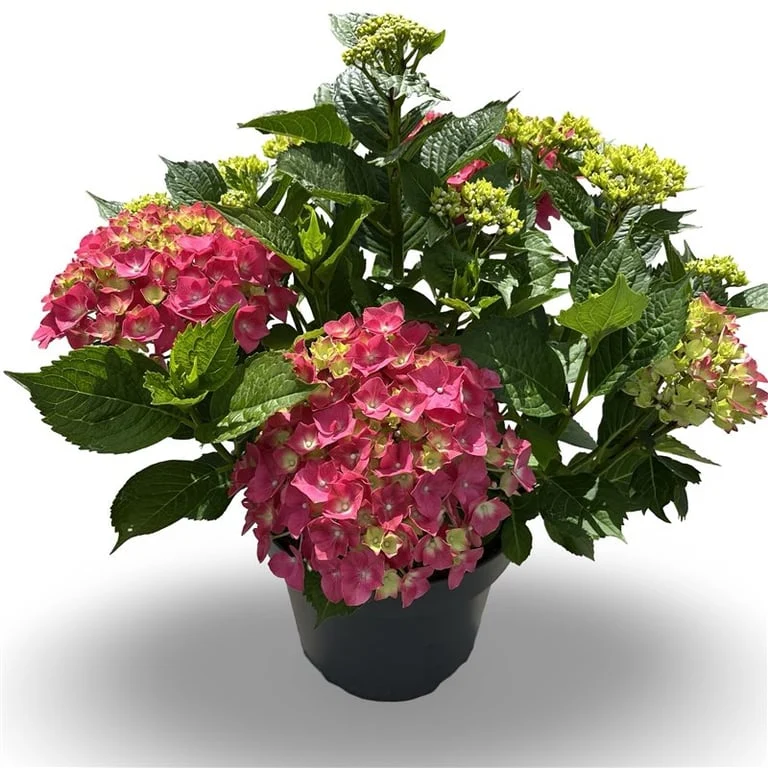 Hydrangea m. 'Leuchtfeuer' C12 (12 liters kruka) 40-60 cm