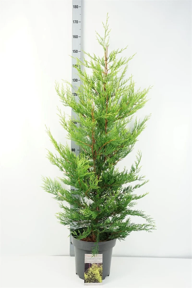 Cupressocyparis l. 'Castlewellan' C12 (12 liters kruka) 125-150 cm