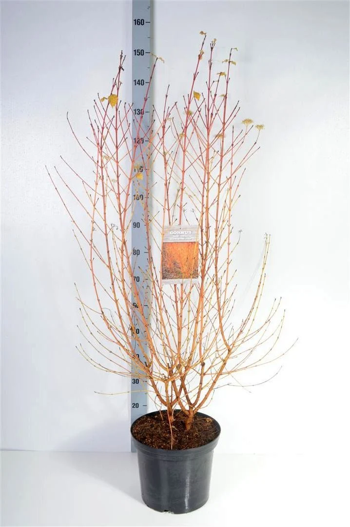 Cornus sanguinea 'Midwinter Fire' C12 (12 liters kruka) 100-125 cm