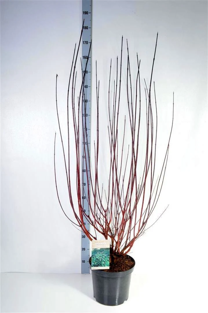 Cornus alba 'Kesselringii' 100-125 cm, C12 (12 liters kruka)