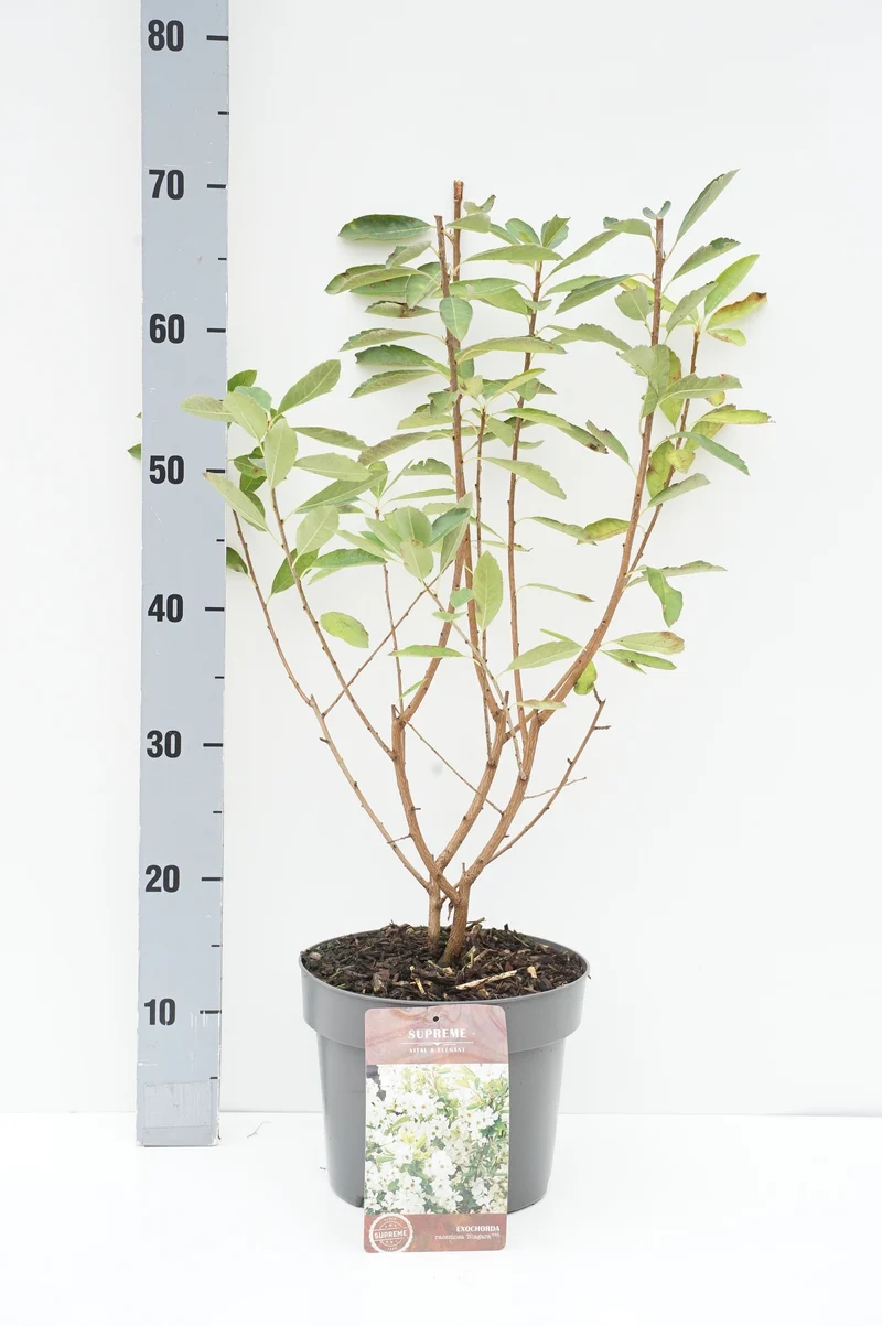 Exochorda rac. 'Niagara' 40-60 cm, C4 (4 liters kruka)