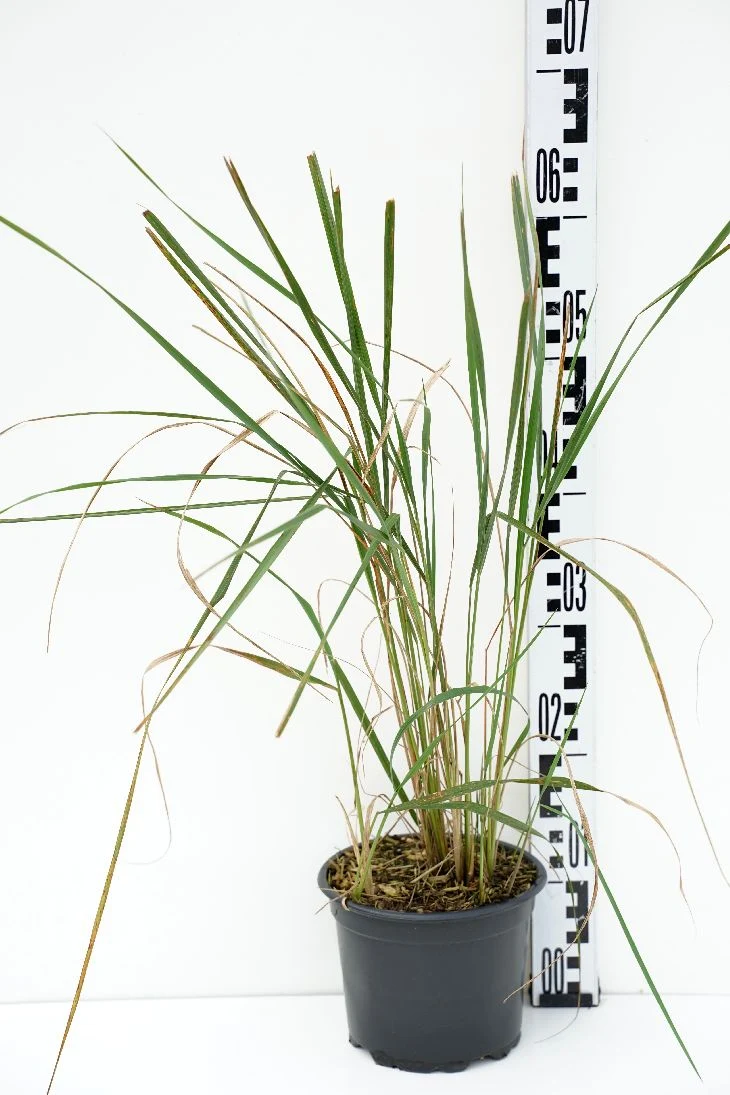 Calamagrostis acut. 'Karl Foerster' C2 (2 liters kruka) / 17 cm kruka