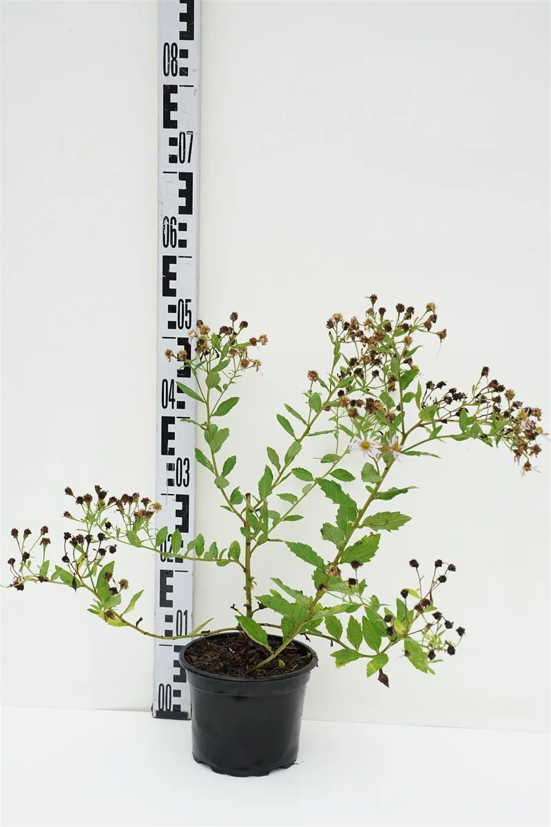 Aster ageratoides 'Asran' C2 (2 liters kruka)