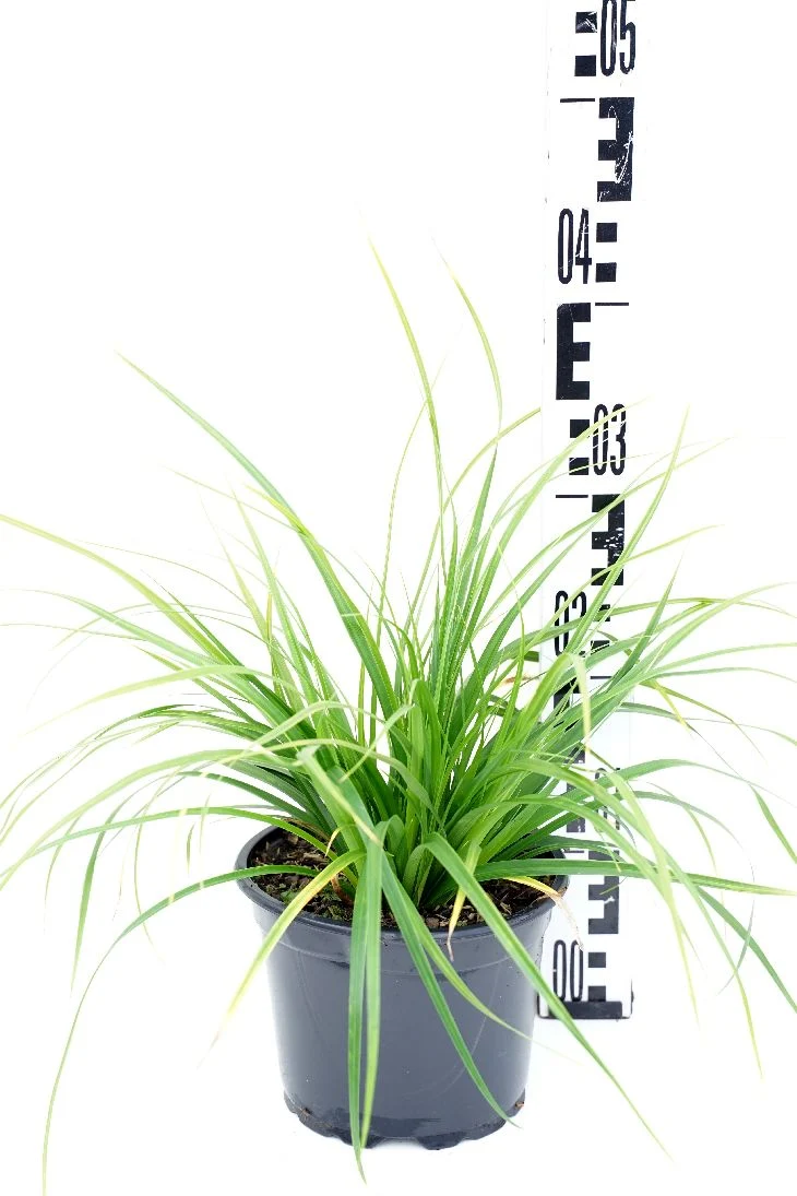 Carex morrowii C2 (2 liters kruka)