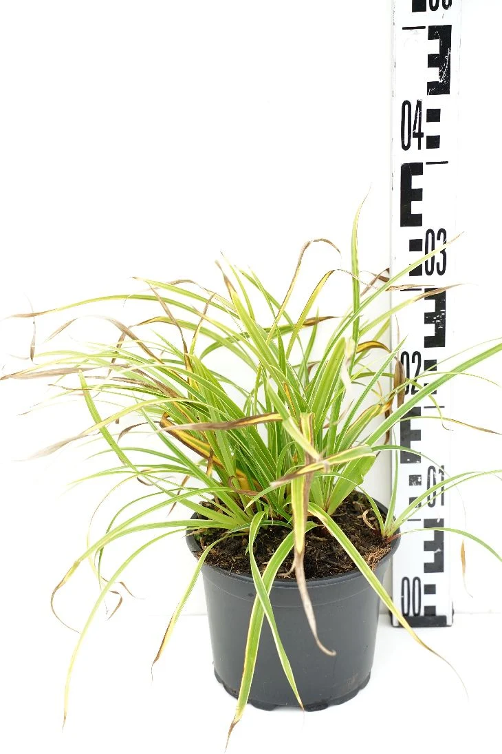 Carex morrowii 'Ice Dance' C2 (2 liters kruka)