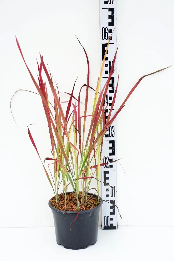 Imperata cylindrica 'Red Baron' C2 (2 liters kruka)
