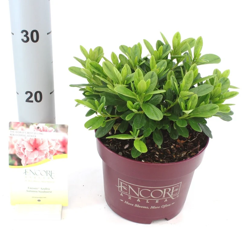Rhododendron 'Encore'® Aut. Sunburst' C3 (3 liters kruka) 20-25 cm