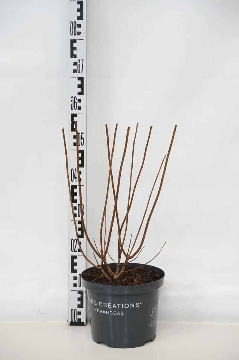 Hydrangea pan. 'Sugar Rush'® C5 (5 liters kruka) 25-30 cm