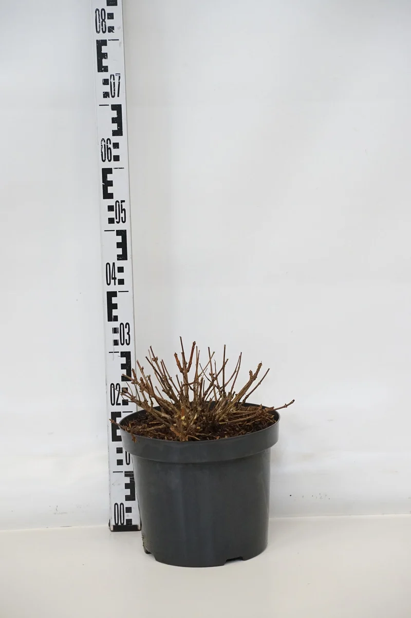 Hydrangea pan. 'Petite Polestar'® C7,5 (7,5 liters kruka) 30-40 cm