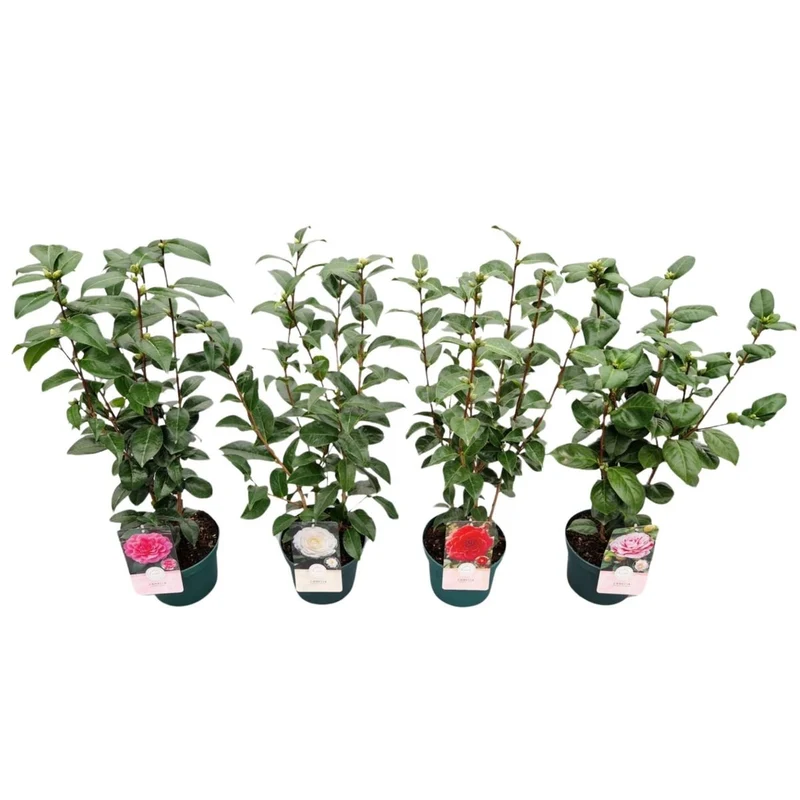 Camellia japonica i sorter C3 (3 liters kruka) 50-60 cm