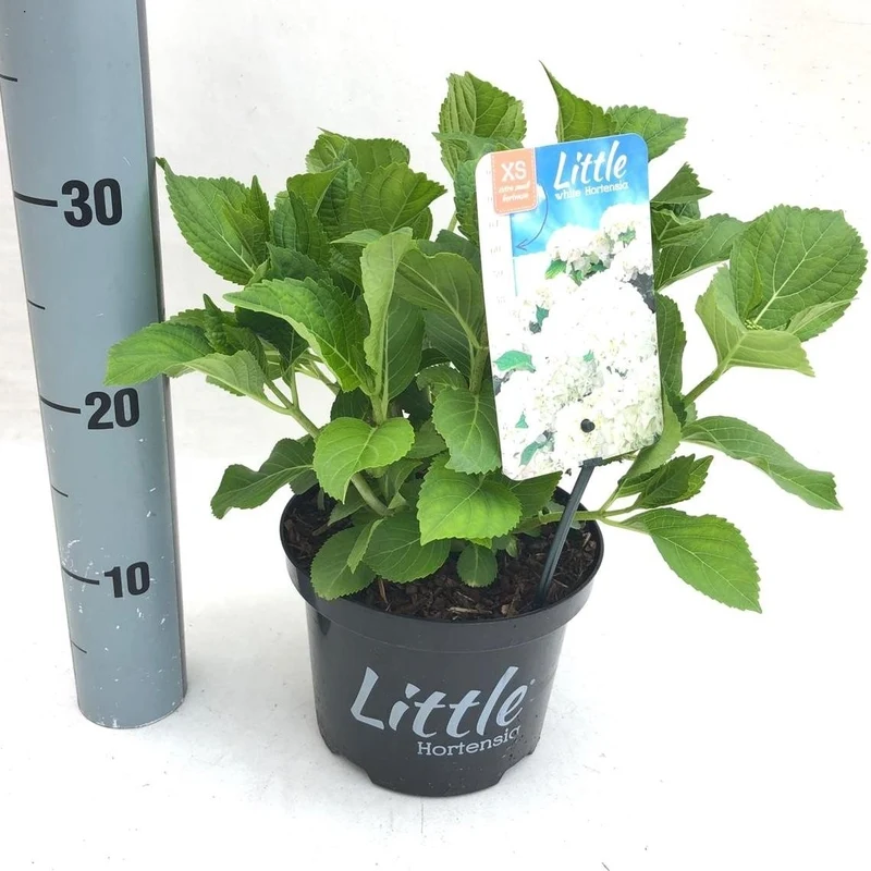 Hydrangea m. 'Little White' C2 (2 liters kruka) 25-30 cm