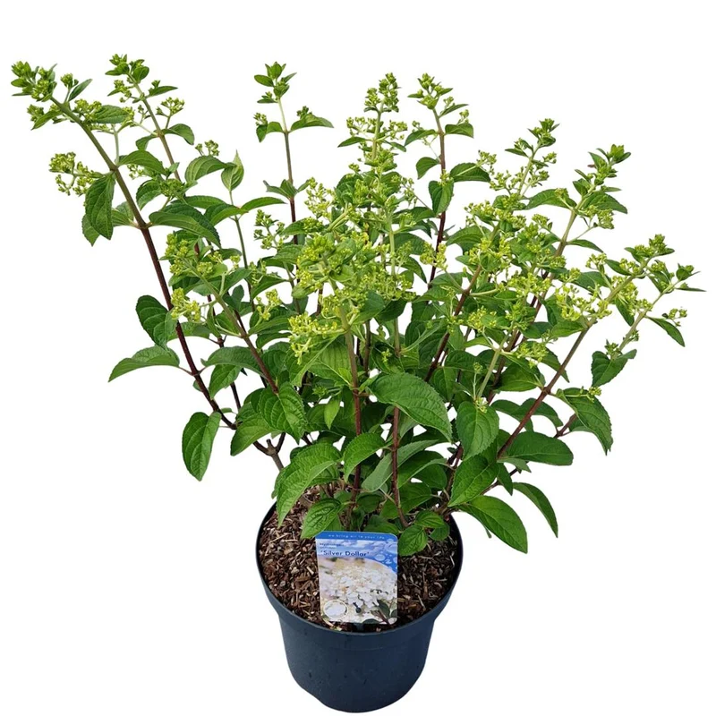 Vipphortensia Hydrangea paniculata 'Silver Dollar' C7,5 (7,5 liters kruka) 35-40 cm