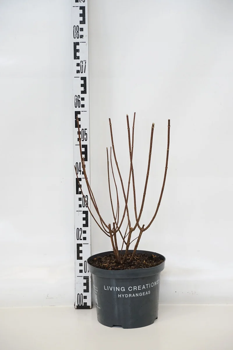 Hydrangea pan. 'Pinky Promise'® C5 (5 liters kruka) 25-30 cm