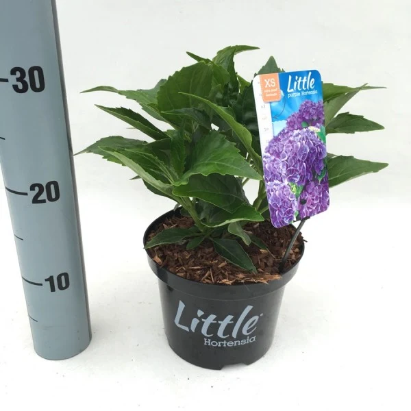 Hydrangea macrophylla 'Little Purple' C2 (2 liters kruka) 15-20 cm