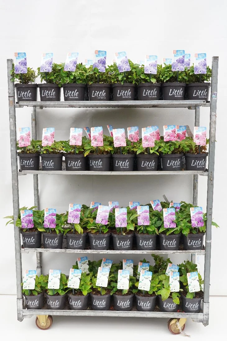 Hydrangea m. 'Little Collection'® Mix C2 (2 liters kruka) 15-20 cm