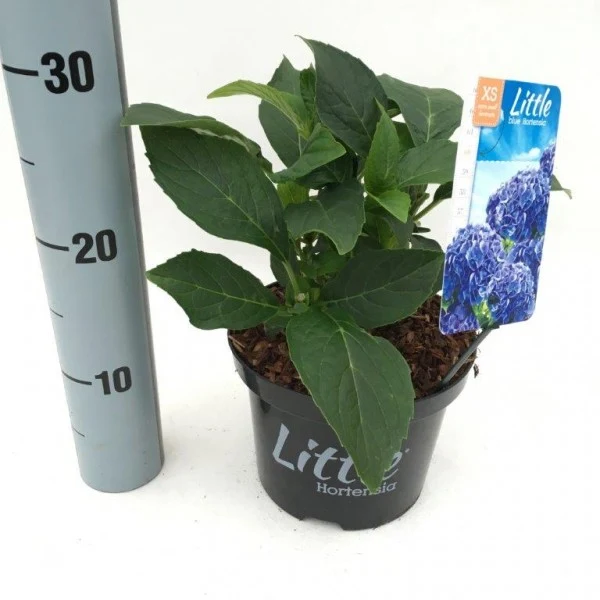 Hydrangea m. 'Little Blue' C2 (2 liters kruka) 15-20 cm