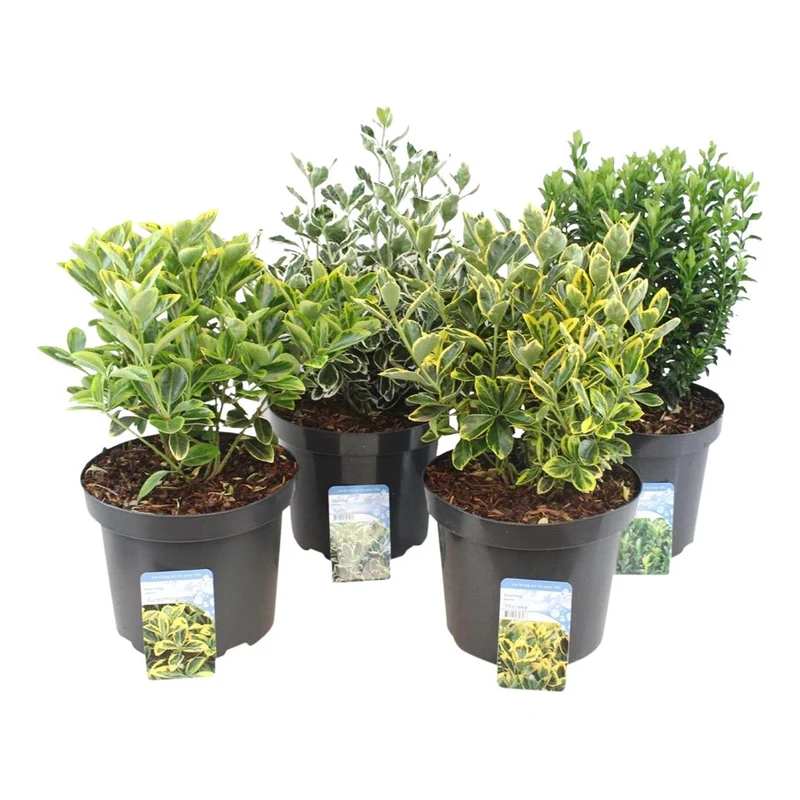 Euonymus japonicus 'Mix' C7,5 (7,5 liters kruka) 25-30 cm