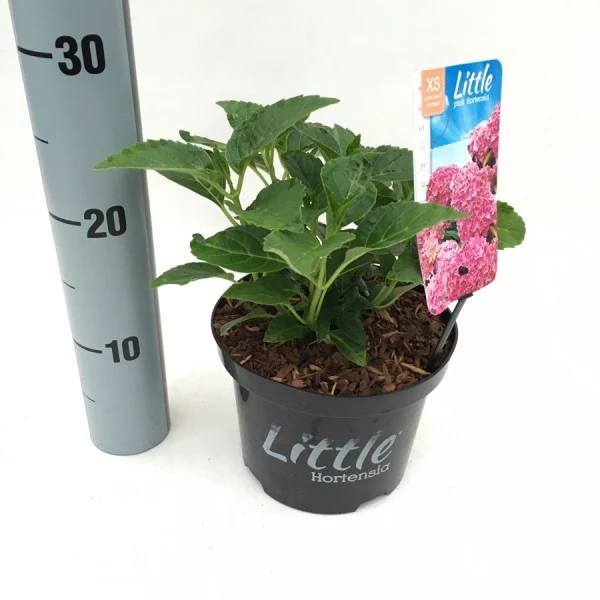 Hydrangea m. 'Little Pink' C2 (2 liters kruka) / 17 cm kruka 15-20 cm