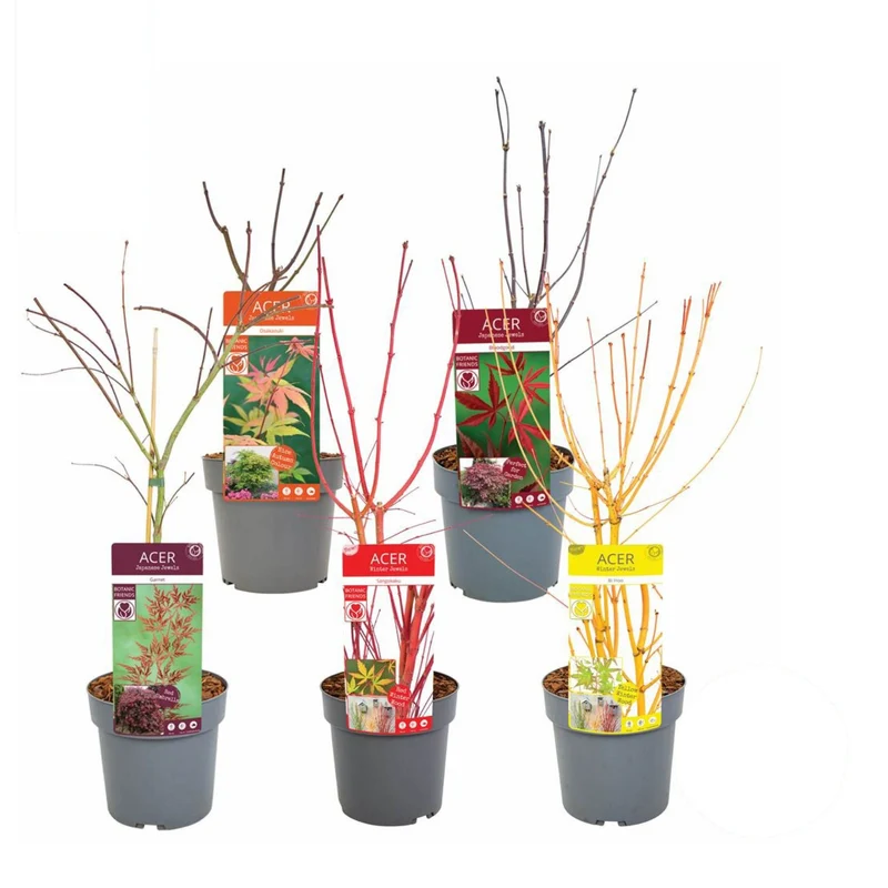 Acer palmatum i sorter C3 (3 liters kruka) / 19 cm kruka 50-60 cm