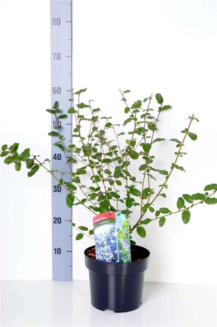 Ceanothus 'Burkwoodii' 30-40 cm, C3 (3 liters kruka)