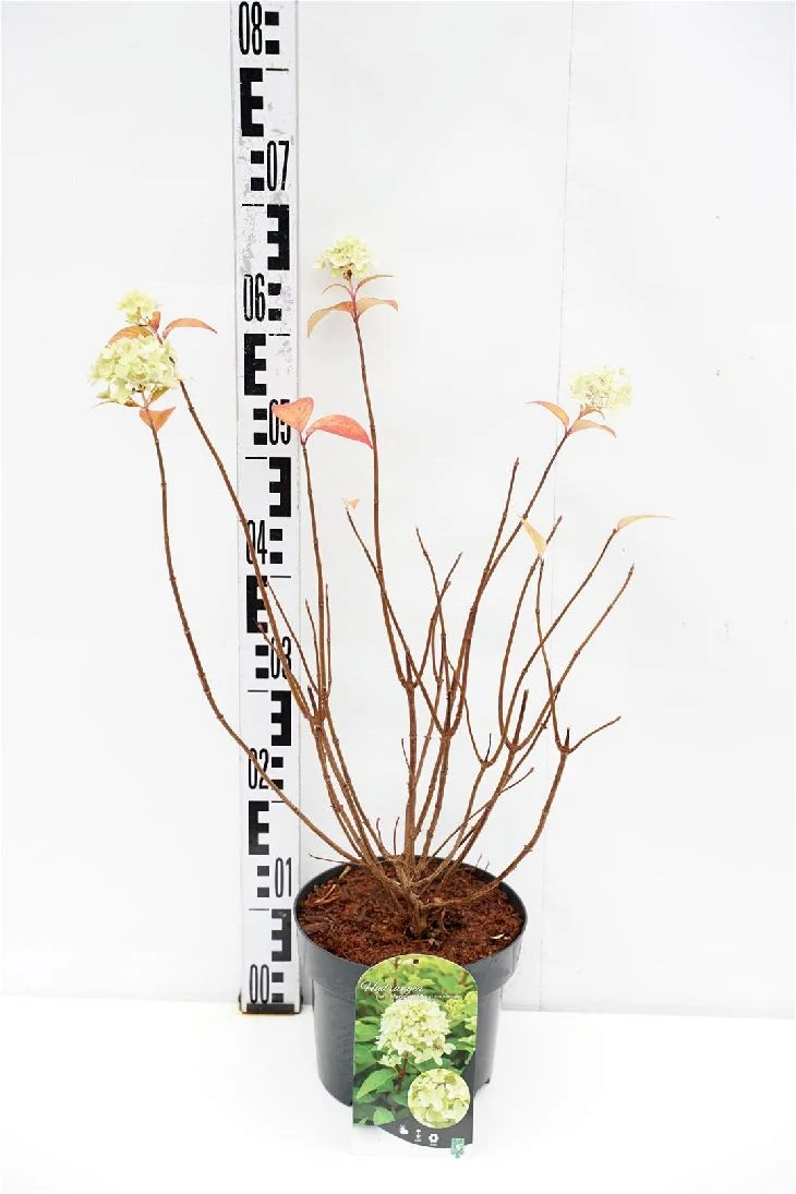 Hydrangea pan. 'Magical Candle' C3 (3 liters kruka) 40-50 cm