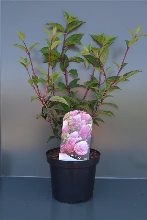Hydrangea pan. 'Vanille Fraise' C3 (3 liters kruka) / 19 cm kruka 30-40 cm