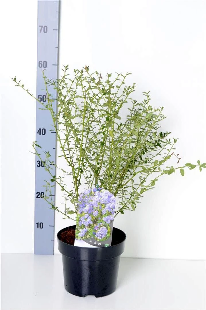 Ceanothus 'Concha' C3 (3 liters kruka) 30-40 cm
