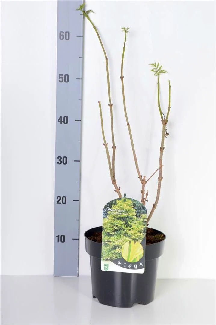 Sambucus nigra 'Golden Tower' C3 (3 liters kruka) 30-40 cm