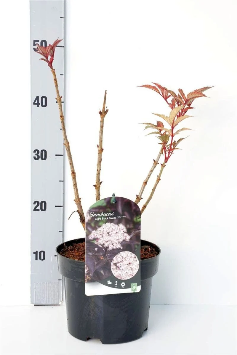 Sambucus nigra 'Black Tower' C3 (3 liters kruka) 30-40 cm