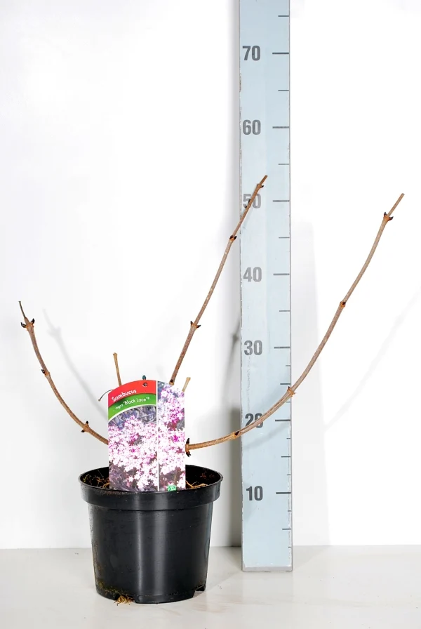 Sambucus nigra 'Black Lace' C3 (3 liters kruka) 30-40 cm